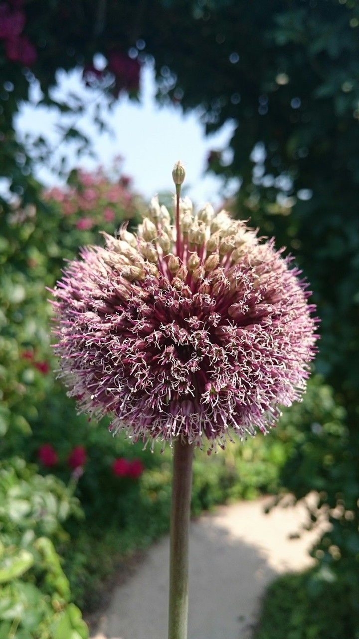 unknown flower