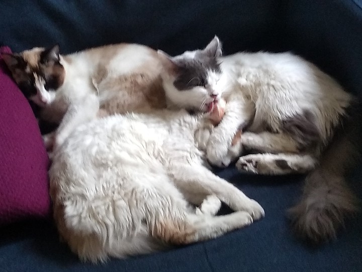Cats sofa
