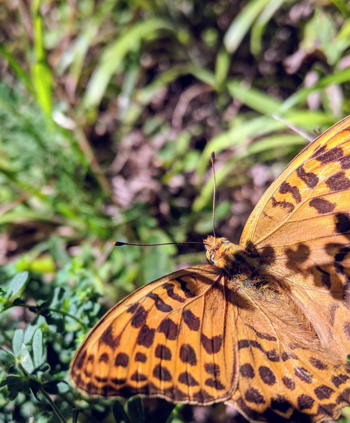 Butterfly
