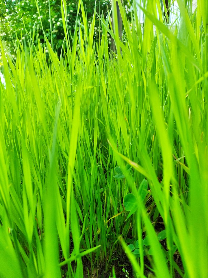 Grass