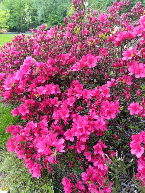 magenta, flower वॉलपेपर
