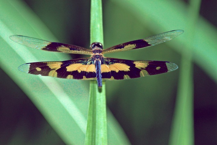 Nature