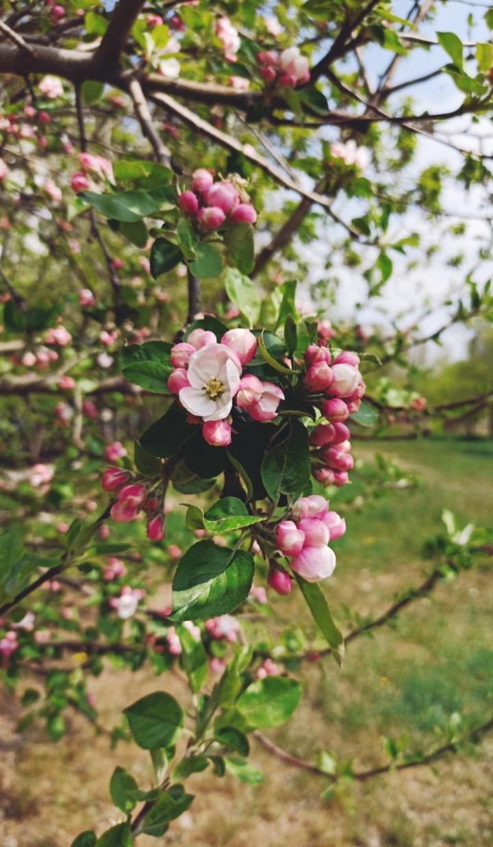 ... when the Apple trees are in bloom , i will come to you..