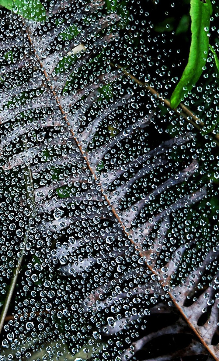 Dew