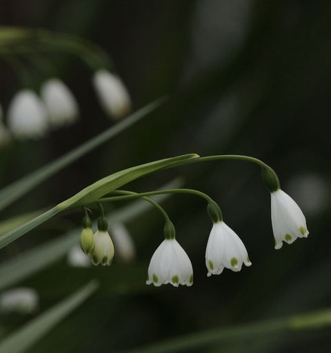 plant, flower Hintergrundbilder