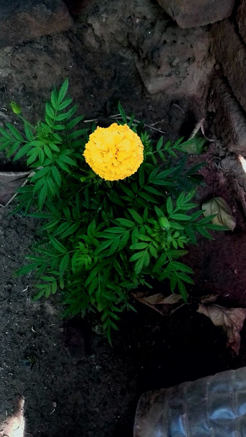 beautiful flower in home
