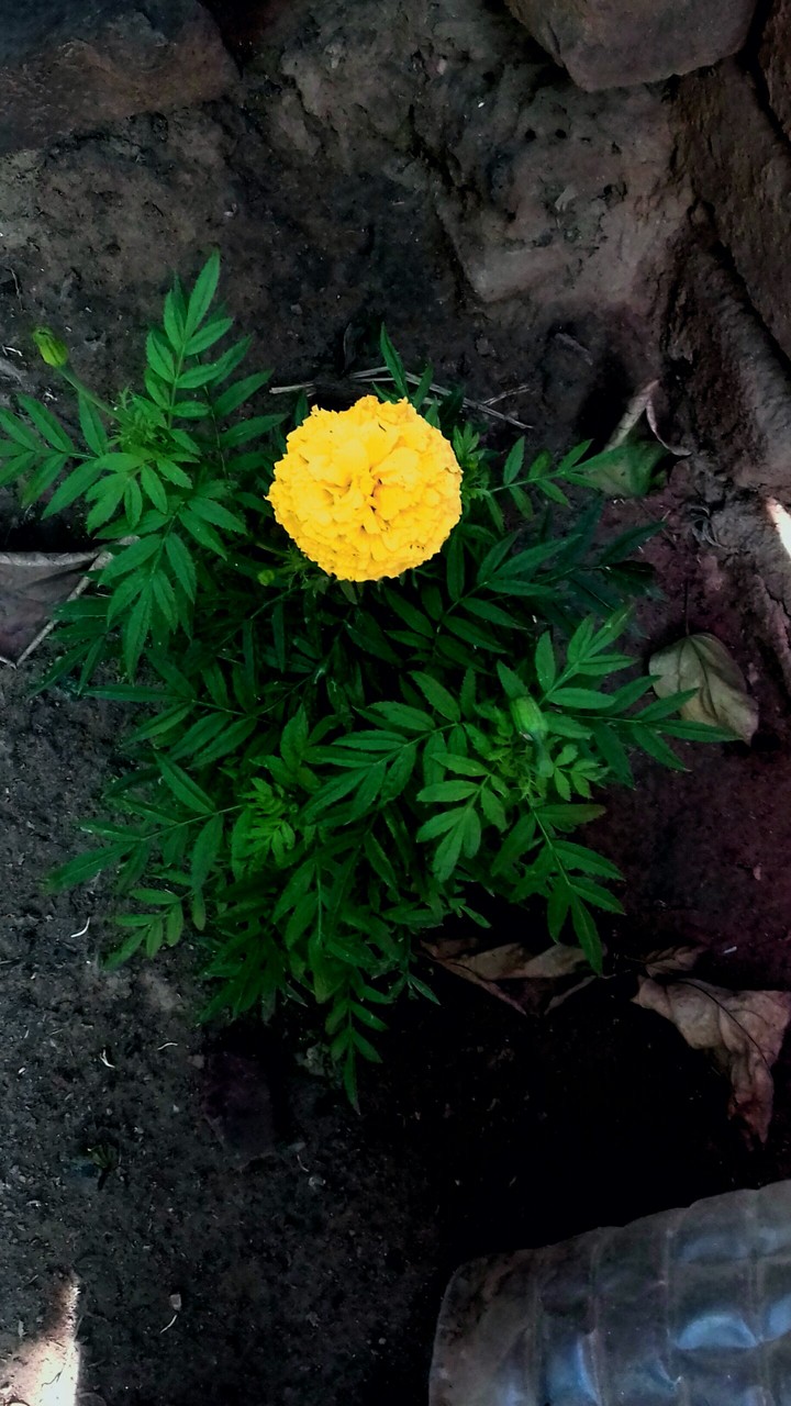 beautiful flower in home
