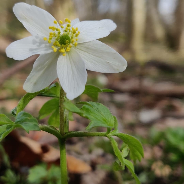 spring