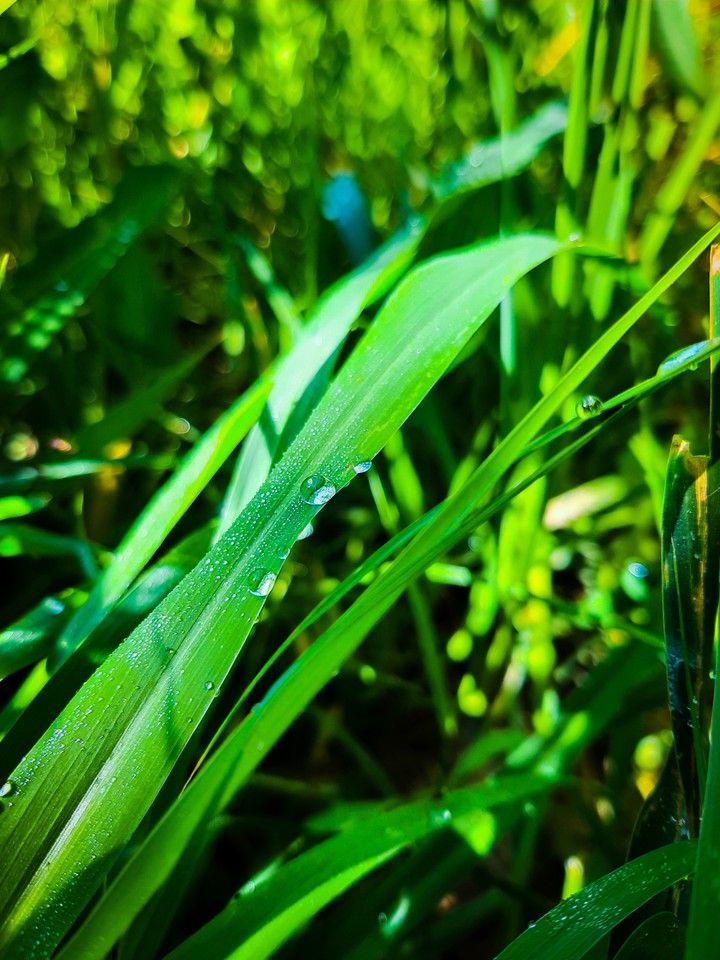Dewdrop