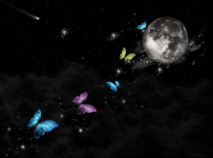magic night