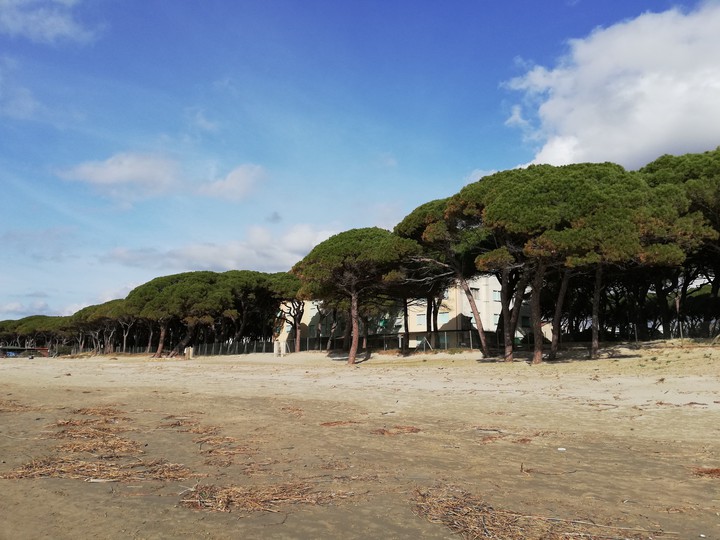 la pineta in inverno