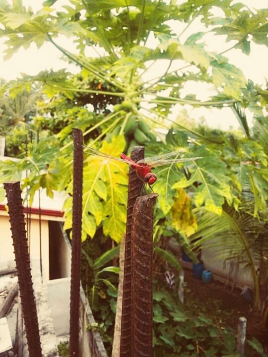 red Dragonfly