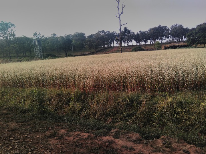 farm hd