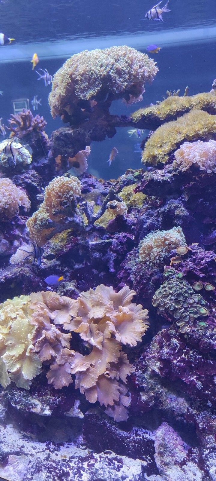 подводой