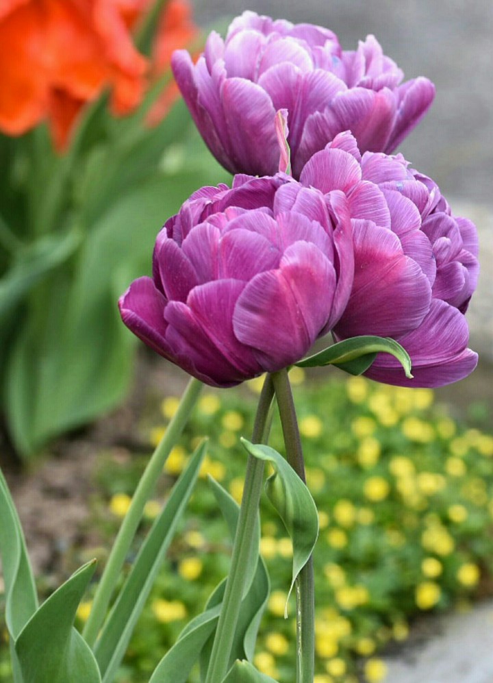 Lila Blumen