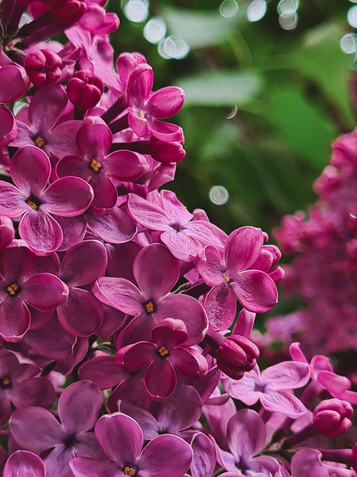 flowers