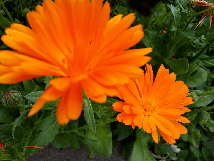 Orange and Green Gorgeousness