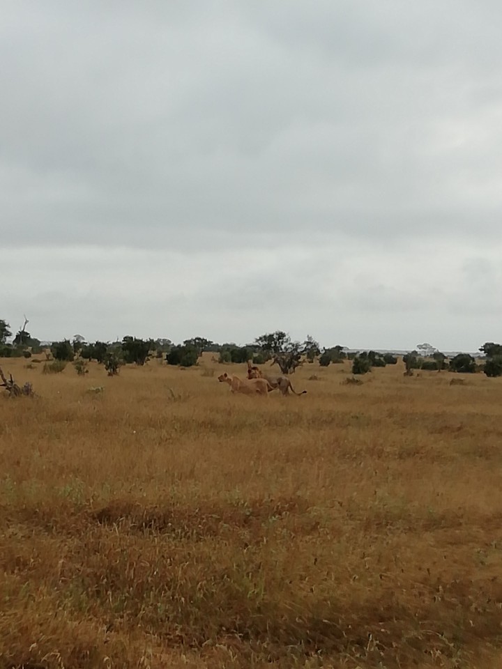 lions in the savannah