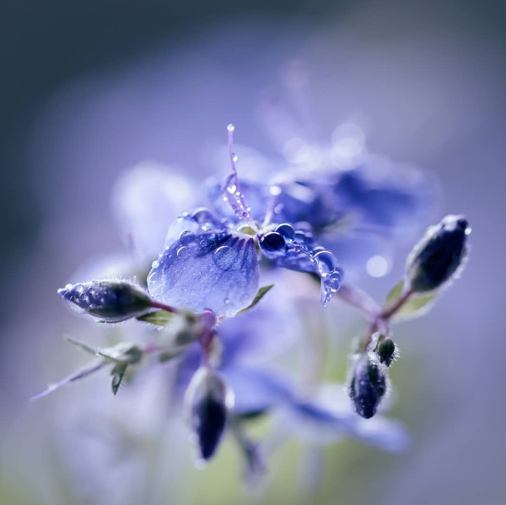Drop