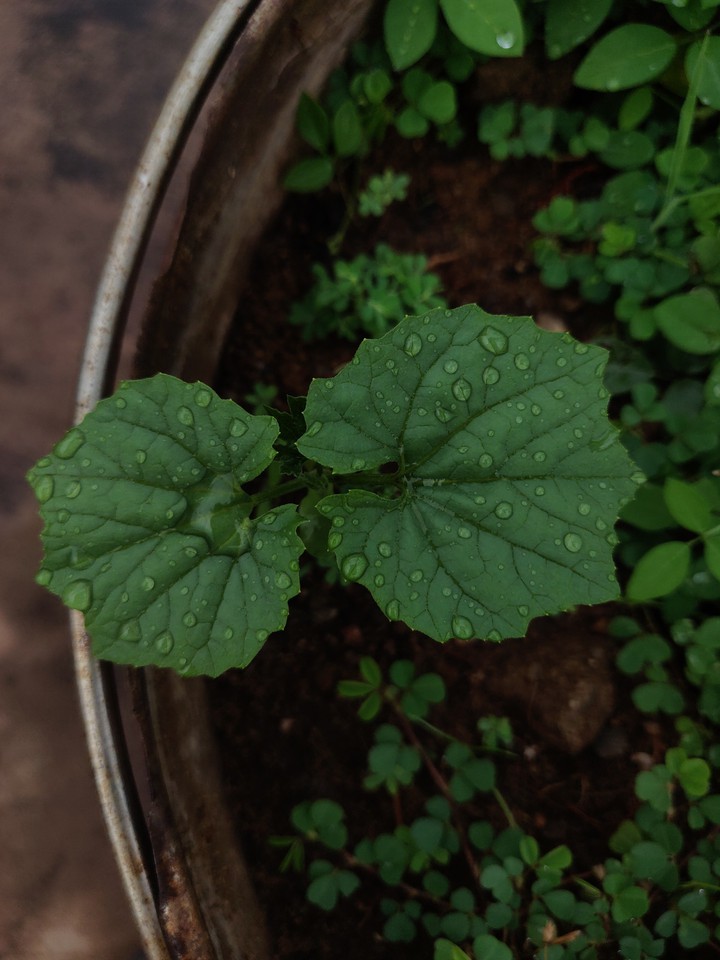 Water Droplets ?