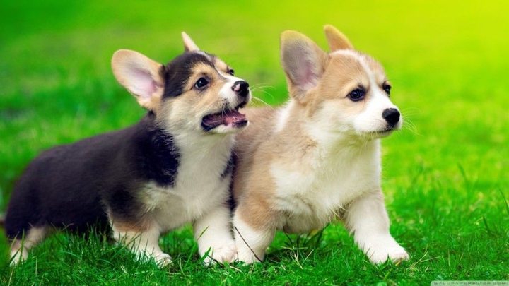 Welsh Corgi Baby