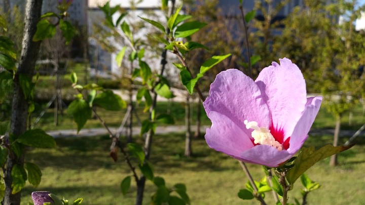 my favorite flower