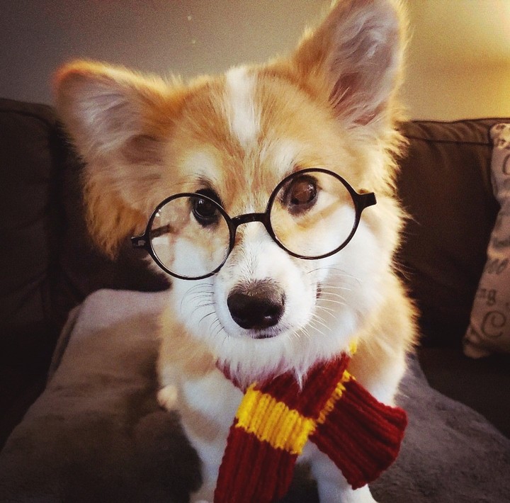 Corgi