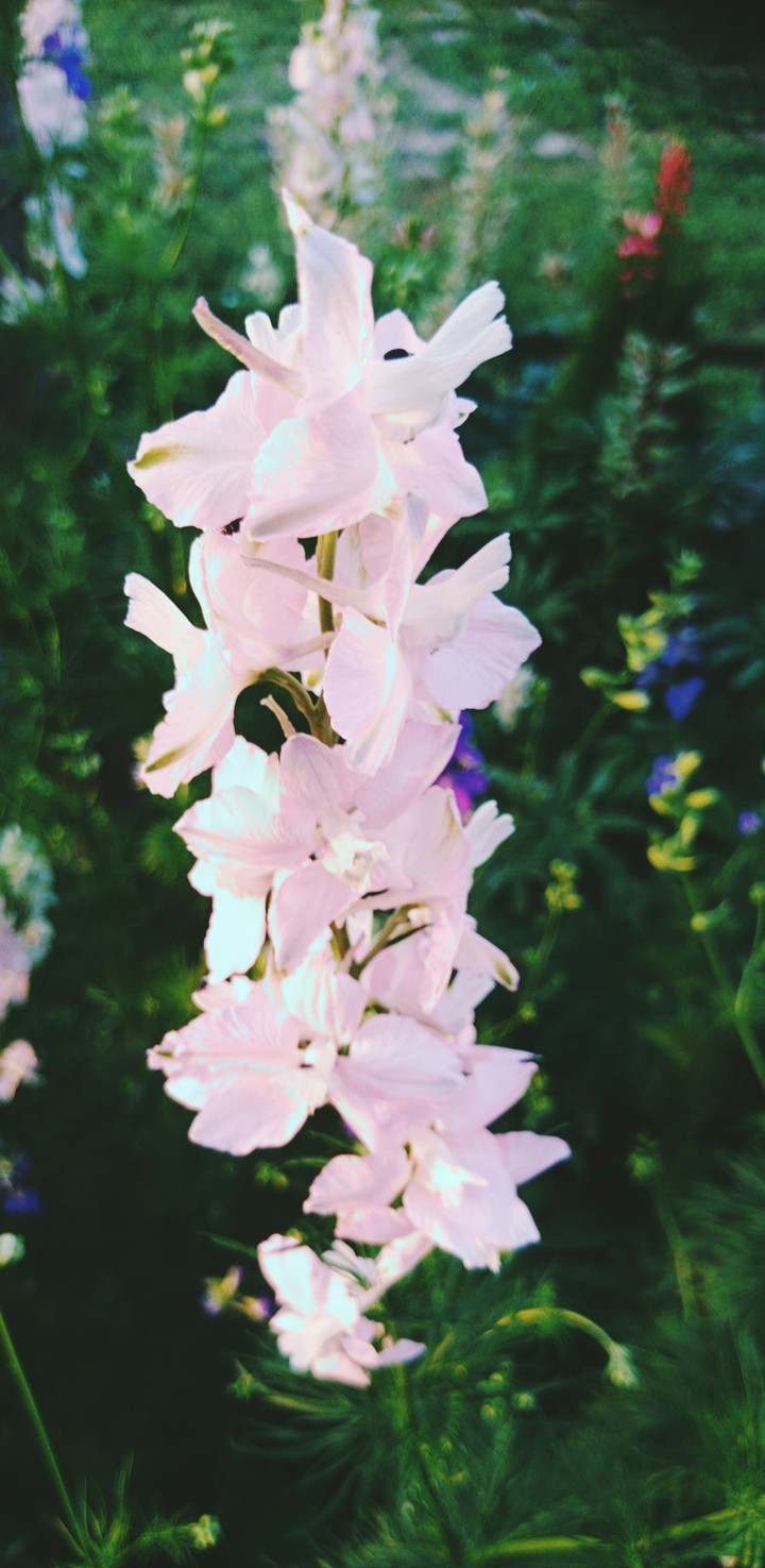 Flower in my garden.