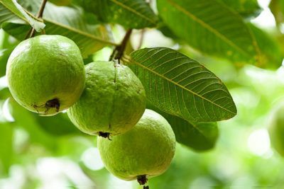 Guavas