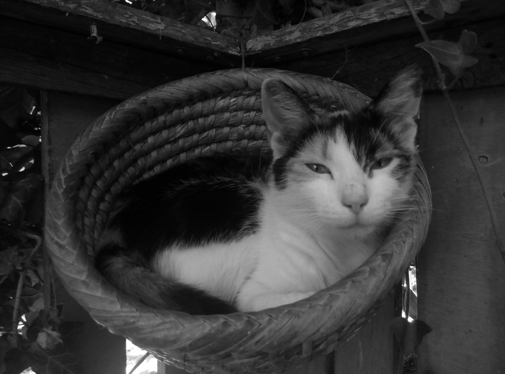 My cat