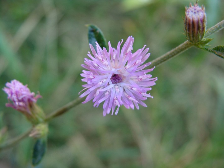 Flor Lilás