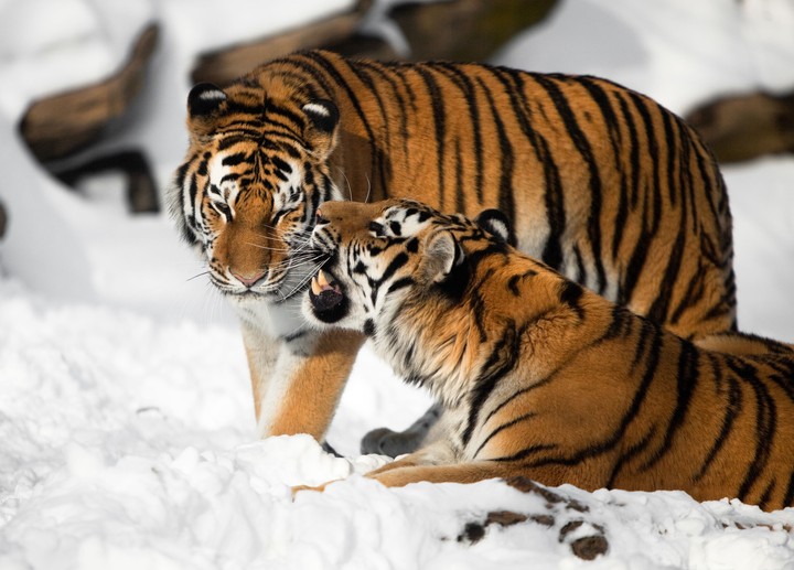 Big cats