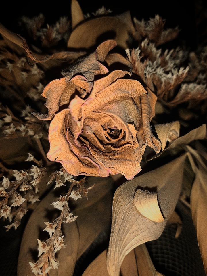 Rose