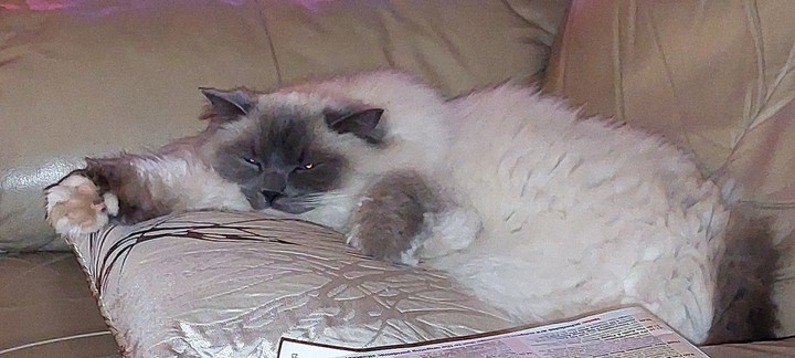 Happy cat