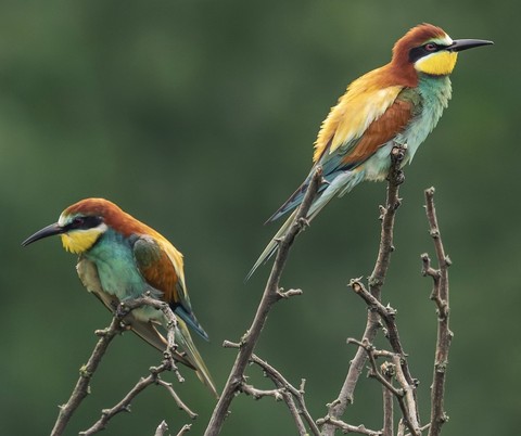 bird, 野生動物桌布