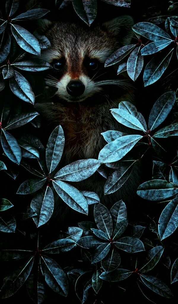 nature