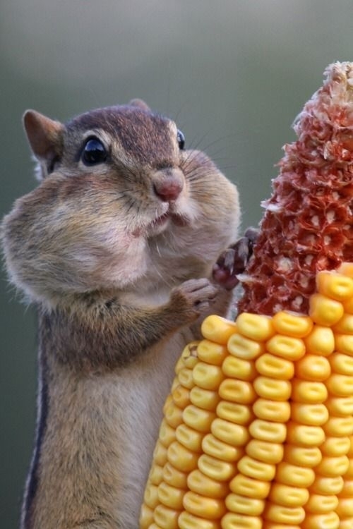 Squirrel