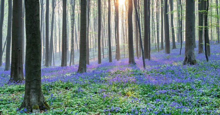 purple