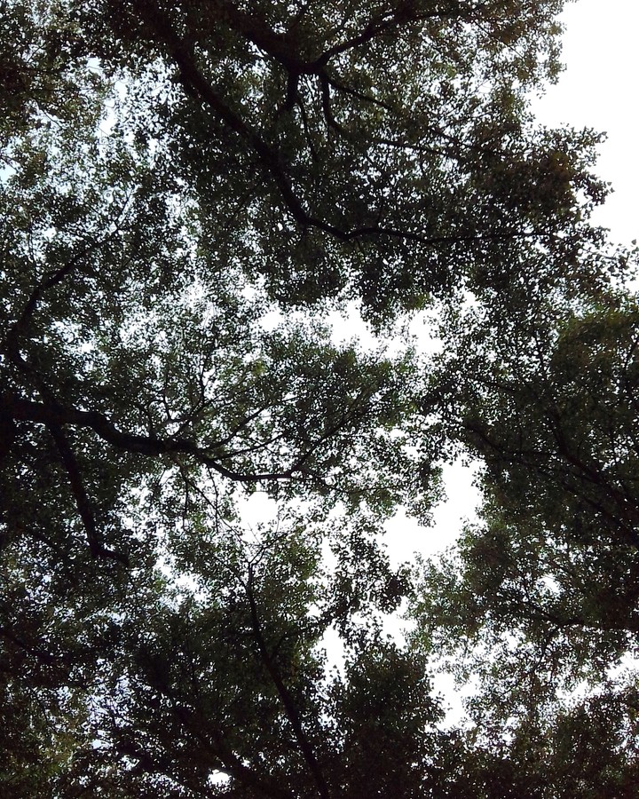 the forest