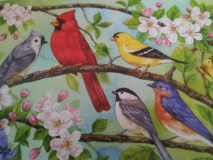 Birds