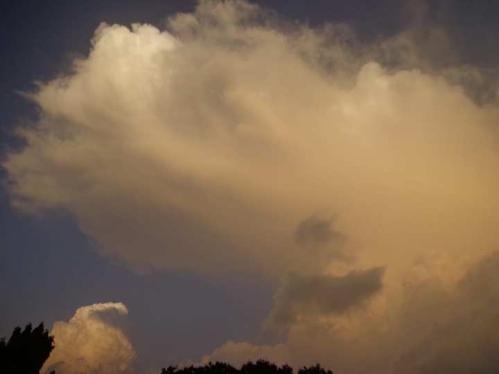 cloud tree
