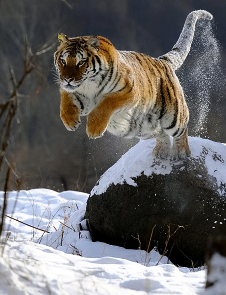 A Hunt in the Snow