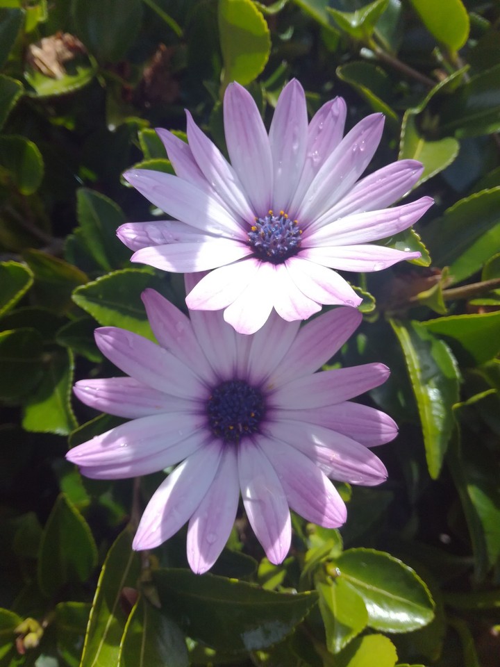 I love flowers