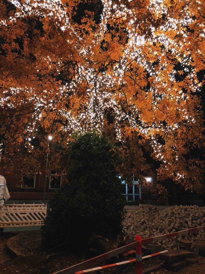 Tree with lights