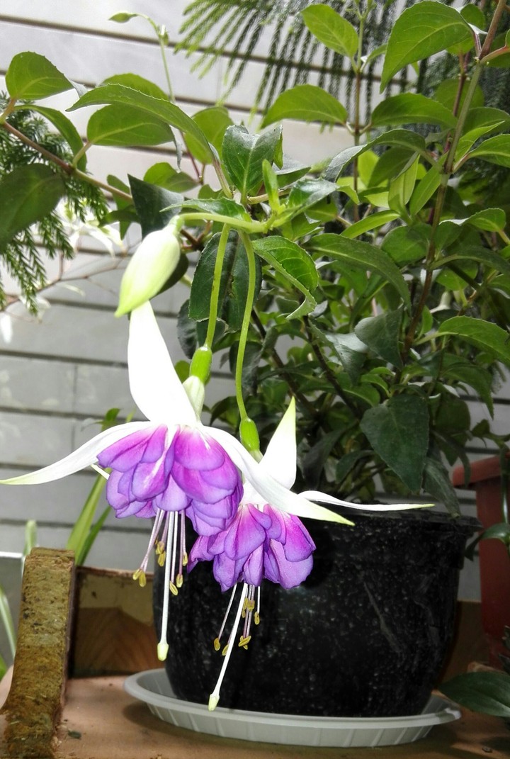 fuchsia