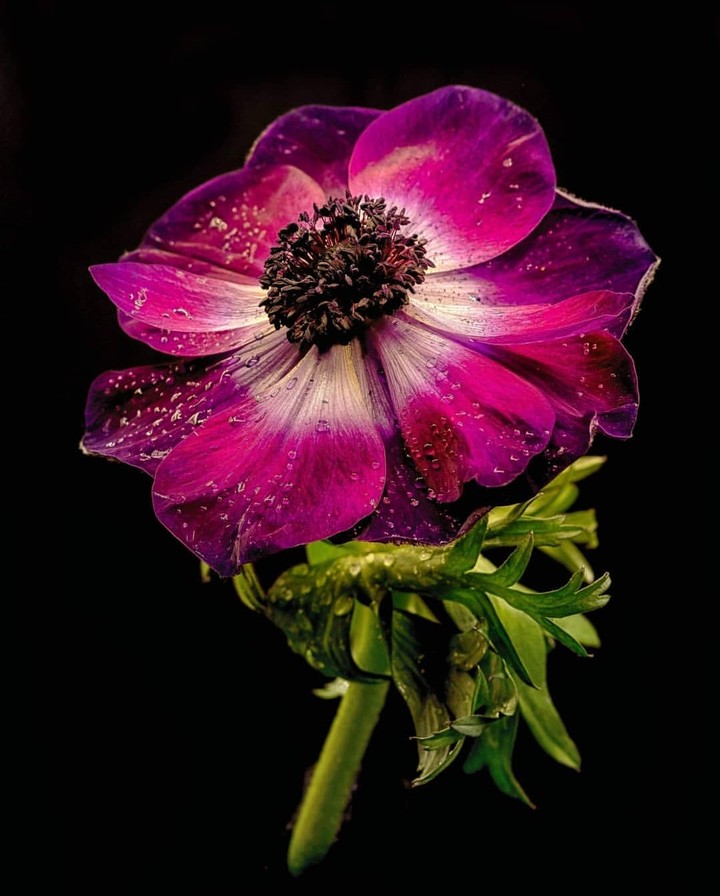 Anemone
