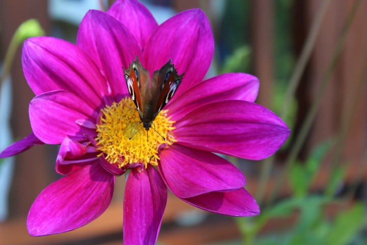 butterfly