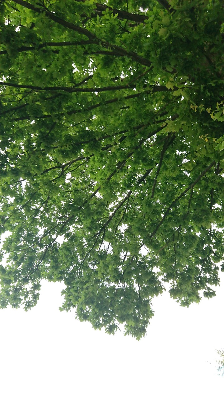Green tree in Sweden 3