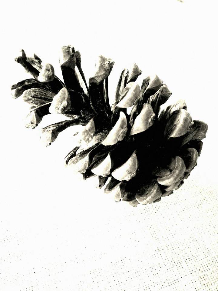 fiore di pino