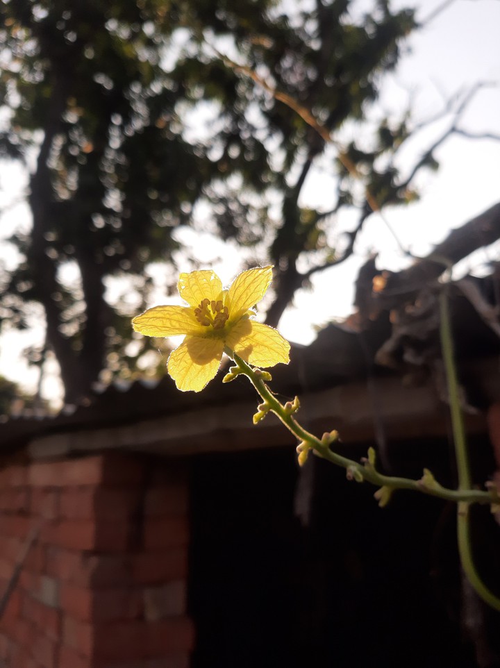 Flower ?